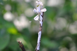 Praying Mantis Looks Like An Orchid