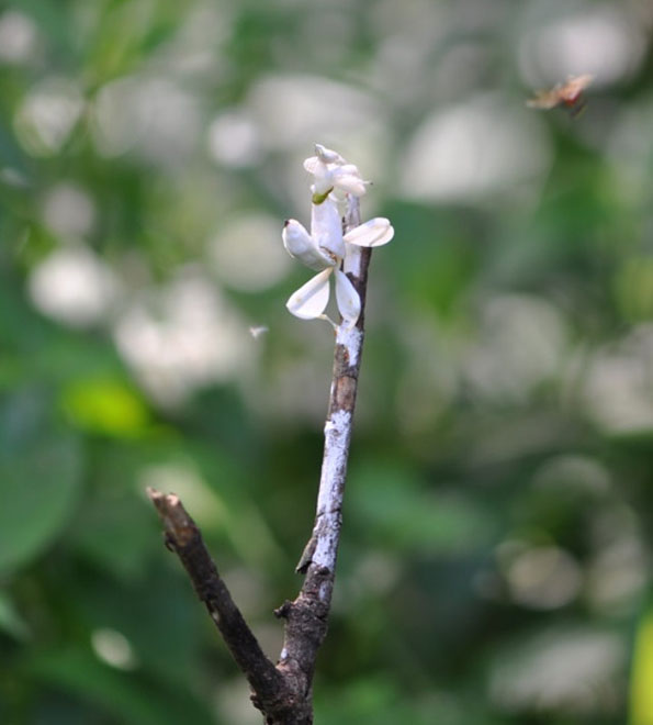 Praying Mantis Looks Like An Orchid