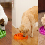 Slo Bowl Dog Feeder
