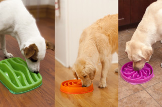Slo Down On The Kibble!