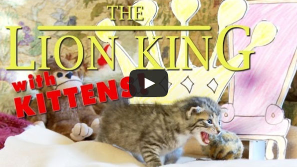 The Lion King Starring Kittens