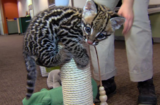 Watch a 9 Week Old Ocelot Play Like a Kitten