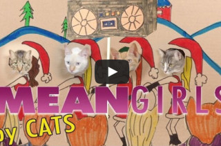 Mean Girls Starring Cats
