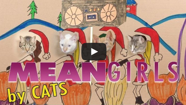 Mean Girls Starring Cats