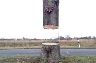 Since When Can Trees Float?