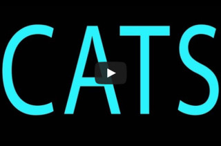 ‘Girls’ Reenacted By Kittens