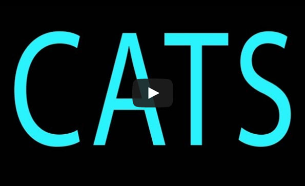 ‘Girls’ Reenacted By Kittens