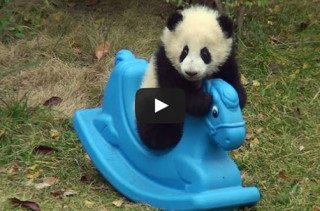 A Panda On A Rocking Horse