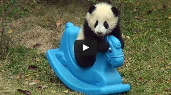 A Panda On A Rocking Horse