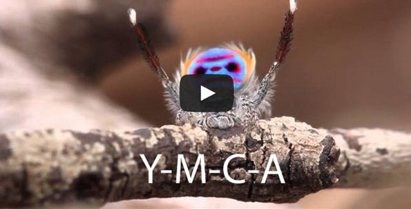 Spider Dances To YMCA