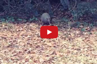 Armadillo Dances To Michael Jackson