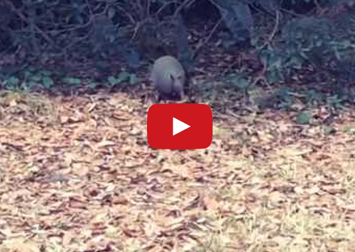 Armadillo Dances To Michael Jackson