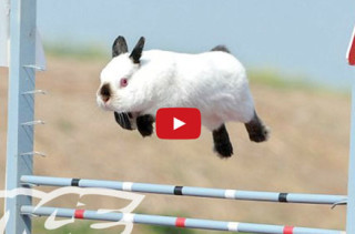 Bunny Shows Are The New Dog Shows