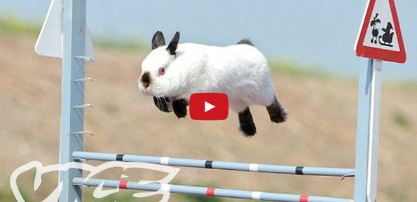 Bunny Shows Are The New Dog Shows