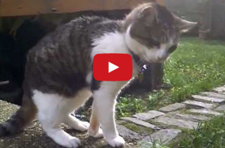 Cats Hacking To Techno