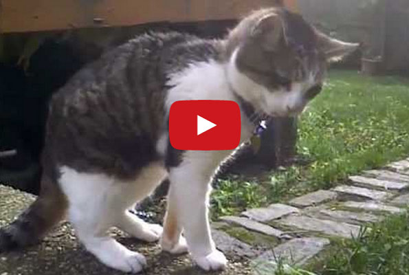 Cats Hacking To Techno