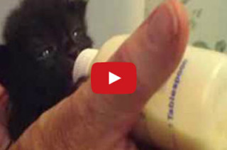 Kitten Wiggles Ears While Eating