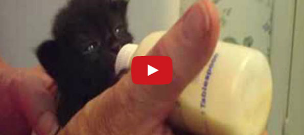 Kitten Wiggles Ears While Eating