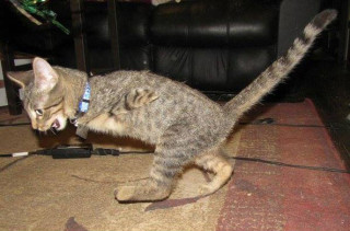 2 Legged T-Rex Kitty