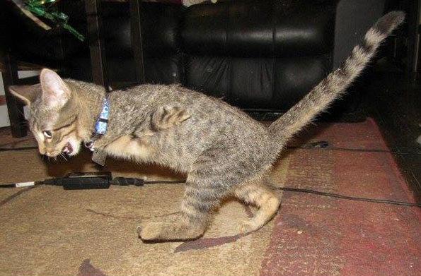 2 Legged T-Rex Kitty