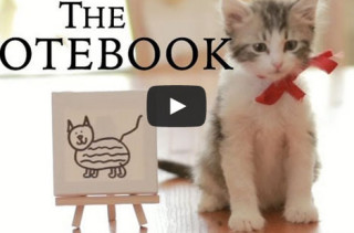 Kittens Star In The Notebook