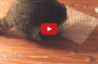 Raccoon <3 Bubble Wrap