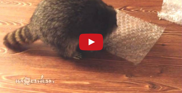 Raccoon <3 Bubble Wrap