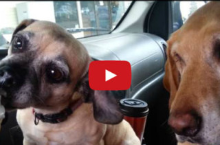 2 Dogs, 1 Ice Cream Cone