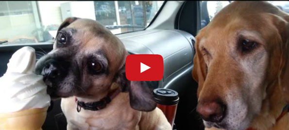 2 Dogs, 1 Ice Cream Cone