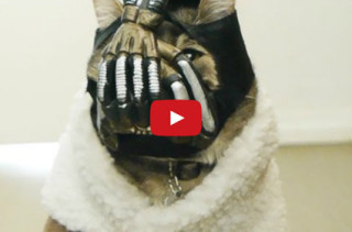Eeek! BaneCat Terrorizes Owner