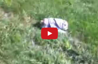 Baby Bulldog Loves Rolling Down Hills