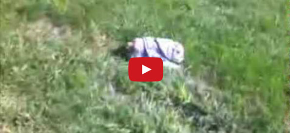 Baby Bulldog Loves Rolling Down Hills