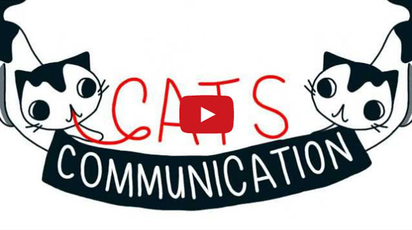 What’s Your Cat Telling You?