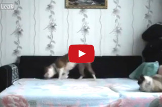 Watch This Dog Experience Sheer Joy
