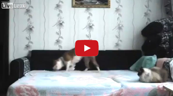 Watch This Dog Experience Sheer Joy