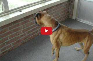 LOL This Dog Is Afraid Of A Leaf