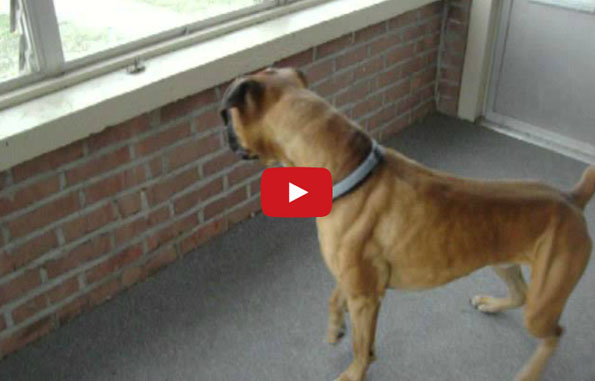 LOL This Dog Is Afraid Of A Leaf