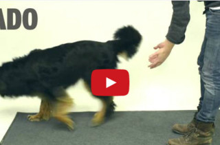 Dogs Reacting To Magic