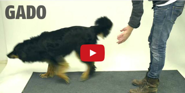 Dogs Reacting To Magic