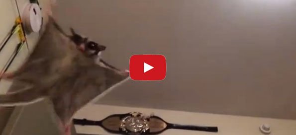 Guy Snaps, Gliding Possum Comes Flying