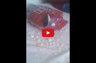 Guinea Pig Attacks Popcorn!