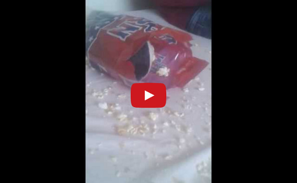 Guinea Pig Attacks Popcorn!
