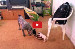 Little Dog Vs Big Dog: Food Edition