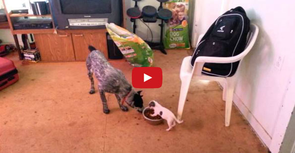 Little Dog Vs Big Dog: Food Edition