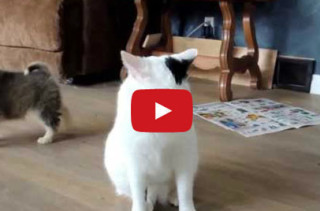 What Are This?: Pups Investigate Cat