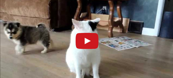 What Are This?: Pups Investigate Cat