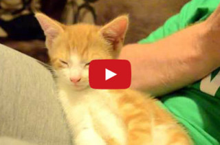 Sleepy Kitten Can’t Stay Awake