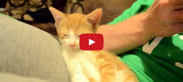 Sleepy Kitten Can’t Stay Awake