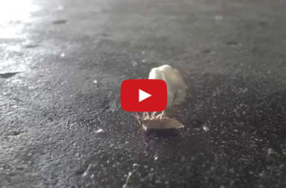 Can’t. Stop. Watching. This. Bug. Video.