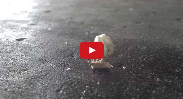 Can’t. Stop. Watching. This. Bug. Video.